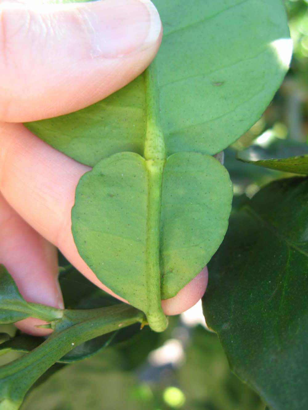             Petiole (Large Pink, Winter Haven, FL)   